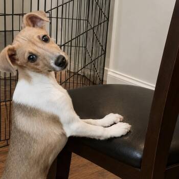 Romeo -  Jack Russell Terrier and Whippet Dog for Adoption in Cleveland, Tennessee - Romeo | PetCurious