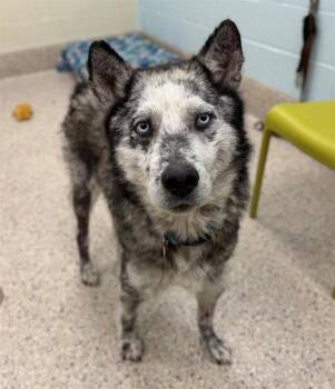 Siberian Husky Dogs Available for Adoption in Fort Collins, Colorado - Rubik