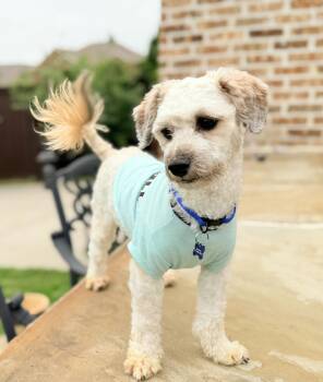 Miniature Poodle and Lhasa Apso Dogs Available for Adoption in Grand Prairie, Texas - MILO | PetCurious