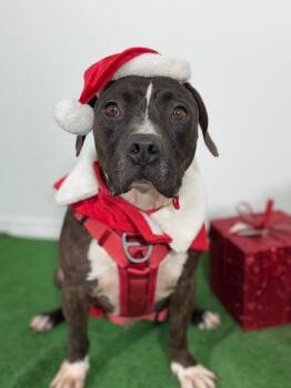 Staffordshire Bull Terrier and Mixed Breed Dogs Available for Adoption in Carlsbad, California - Cheeseburger-One Of Our Amazing Rescue Dogs | PetCurious