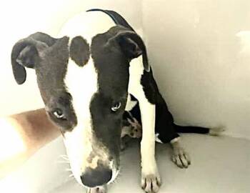 A658676 -  Pit Bull Terrier and Mixed Breed Dog for Adoption in Houston, Texas - A658676 | PetCurious