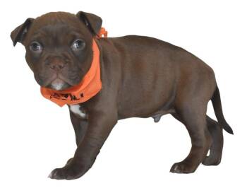 Mixed Breed Dogs Available for Adoption - Ryder | PetCurious