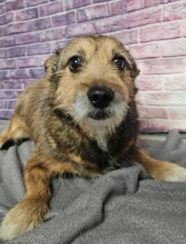 Cairn Terrier Dogs Available for Adoption in Sedalia, Colorado - Ice Cream | PetCurious
