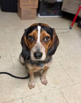 Beagle Dogs Available for Adoption - Samwise | PetCurious
