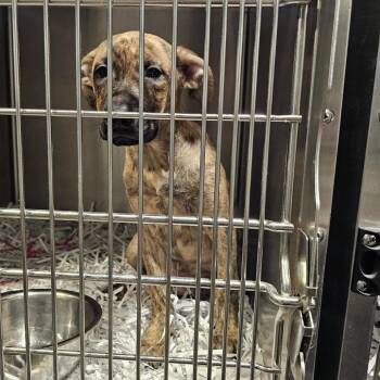 Aggie -  Hound and English Bulldog Dog for Adoption in Tampa, Florida - Aggie | PetCurious
