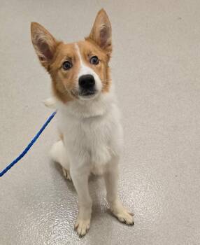 26-267 -  Mixed Breed Dog for Adoption in Lindenhurst, New York - 26-267 | PetCurious
