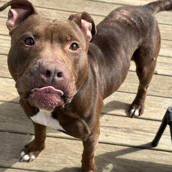 American Staffordshire Terrier and Pit Bull Terrier Dogs Available for Adoption - Mingo | PetCurious