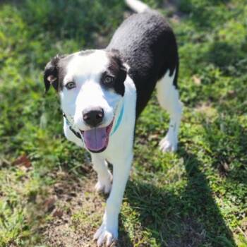 Rescue Mixed Breed Dogs for Adoption in Leander, Texas - Checkers | PetCurious