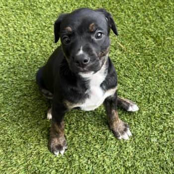 Terrier and Mixed Breed Dogs Available for Adoption in Loxahatchee Groves, Florida - Elfin | PetCurious