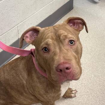 Pit Bull Terrier Dogs Available for Adoption in Evansville, Indiana - Rocko | PetCurious