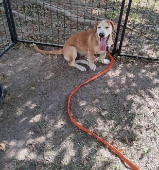 Rescue Basset Hound Dogs for Adoption in Klein, Texas - Peanut | PetCurious