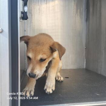 BEAU -  American Staffordshire Terrier Dog for Adoption in San Antonio, Texas - BEAU | PetCurious