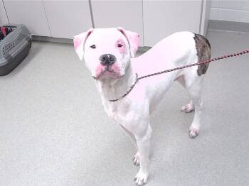 BUDDY -  Boxer and Mixed Breed Dog for Adoption in Omaha, Nebraska - BUDDY | PetCurious