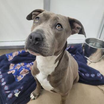 Socks -  Pit Bull Terrier Dog for Adoption in Corpus Christi, Texas - Socks | PetCurious