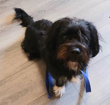 Rico -  Havanese Dog for Adoption in Carmel Hamlet, New York - Rico | PetCurious