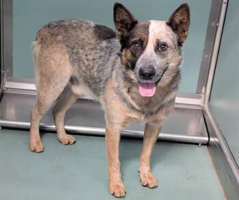Rescue Australian Cattle Dog Blue Heeler and Mixed Breed Dogs for Adoption in Moreno Valley, California - A546138 | PetCurious
