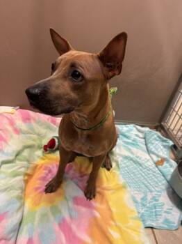 Rescue Pit Bull Terrier and Mixed Breed Dogs for Adoption in Honolulu, Hawaii - Canela | PetCurious