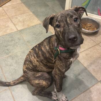 Rescue Mixed Breed Dogs for Adoption in Chattanooga, Tennessee - Finley | PetCurious