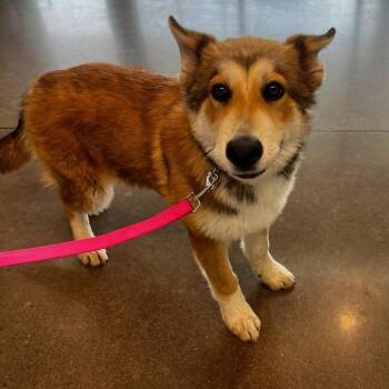 Husky Dogs Available for Adoption in Chattanooga, Tennessee - Icarus | PetCurious