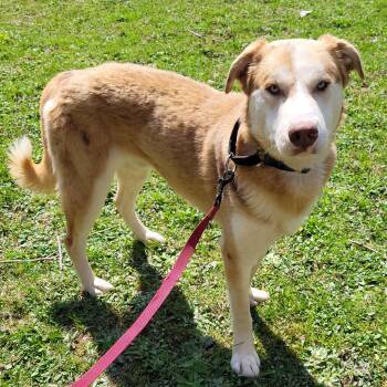 Husky and Catahoula Leopard Dog Dogs Available for Adoption in Oswego, New York - Lionel (Courtesy Post) | PetCurious