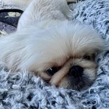 Benni Miller -  Pekingese Dog for Adoption in Plano, Texas - Benni Miller | PetCurious