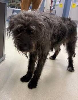 Airedale Terrier Dogs Available for Adoption in Maryville, Tennessee - Mable | PetCurious