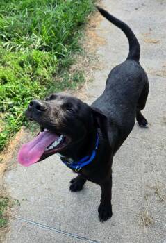 BOLT - BLUE COLLAR -  Mixed Breed Dog for Adoption in Moberly, Missouri - BOLT - BLUE COLLAR | PetCurious