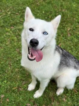 Siberian Husky Dogs Available for Adoption in Sugar Land, Texas - TIANA | PetCurious