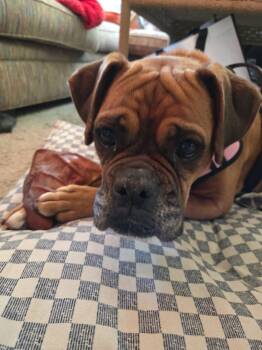 Kelly -  Boxer Dog for Adoption in Elkhorn, Wisconsin - Kelly | PetCurious