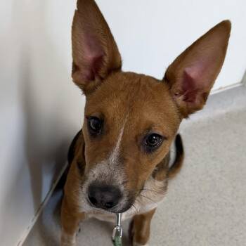 Australian Cattle Dog Blue Heeler and Cattle Dog Dogs Available for Adoption - Sam | PetCurious
