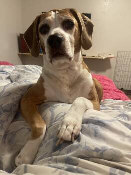 Beagle and Mixed Breed Dogs Available for Adoption - Osker | PetCurious