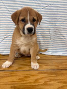 Paddington -  Labrador Retriever and Mixed Breed Dog for Adoption in Clinton, South Carolina - Paddington | PetCurious