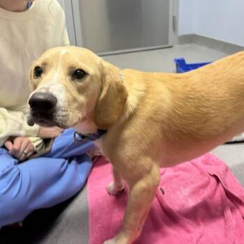 Etsy -  Mixed Breed Dog for Adoption in Canal Winchester, Ohio - Etsy | PetCurious