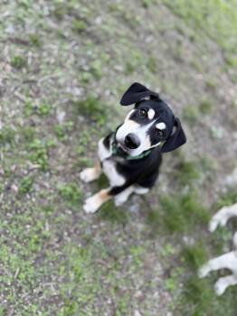 Phineas -  Labrador Retriever and Terrier Dog for Adoption in Mico, Texas - Phineas | PetCurious