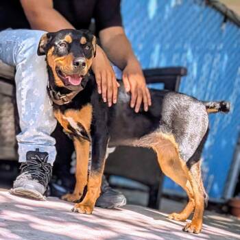 Naia -  Shepherd and Rottweiler Dog Available for Adoption in Oakland, California - Naia | PetCurious