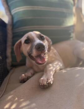 Fiona -  Labrador Retriever Dog for Adoption in San Diego, California - Fiona | PetCurious
