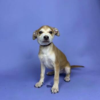 Miniature Pinscher and Chihuahua Dogs Available for Adoption - Armstrong | PetCurious