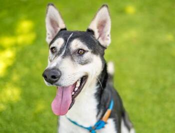 Siberian Husky and German Shepherd Dog Dogs Available for Adoption in San Jose, California - KEVIN JONAS | PetCurious