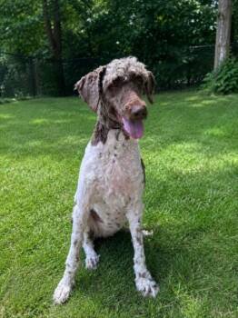 PAULA -  Poodle and Labrador Retriever Dog for Adoption - PAULA | PetCurious