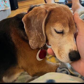 Beagle Dogs Available for Adoption in Nowata, Oklahoma - Collette | PetCurious