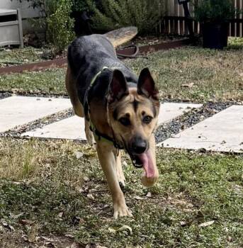 German Shepherd Dog Dogs Available for Adoption - Estrella | PetCurious