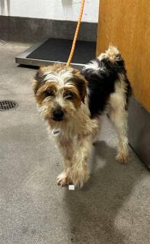 PAXTON -  Cairn Terrier and Mixed Breed Dog for Adoption - PAXTON | PetCurious