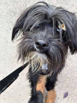 Rescue Chinese Crested Dog Dogs for Adoption in Calgary, Alberta - Percy | PetCurious