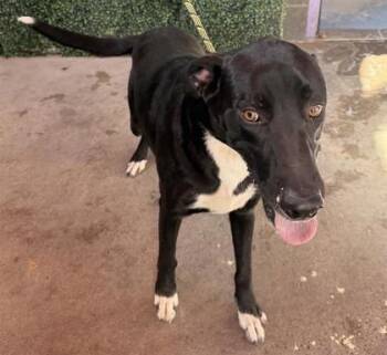 61353434 -  Retriever and Mixed Breed Dog for Adoption in El Paso, Texas - 61353434 | PetCurious