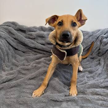 Baylee -  Labrador Retriever and Black Mouth Cur Dog for Adoption in San Diego, California - Baylee | PetCurious