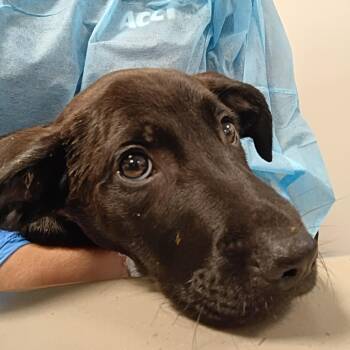 Rescue Terrier and Mixed Breed Dogs for Adoption in West Chester, Pennsylvania - Clifford | PetCurious