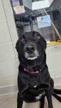 Lyla -  Mixed Breed Dog Available for Adoption in Manitowoc, Wisconsin - Lyla | PetCurious