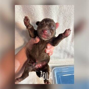 Zola Earth C508 -  Mixed Breed Dog for Adoption in Allen, Texas - Zola Earth C508 | PetCurious