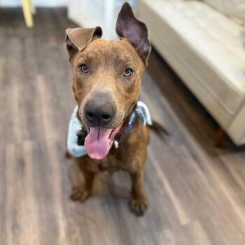 Pretzel Radar Ready -  Pit Bull Terrier and Great Dane Dog for Adoption in Friendswood, Texas - Pretzel Radar Ready | PetCurious