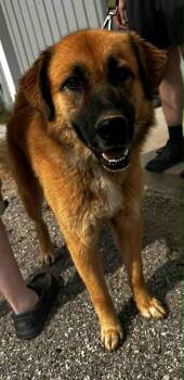 Rescue Shepherd and Mixed Breed Dogs for Adoption in Evansville, Indiana - Bo Duke | PetCurious